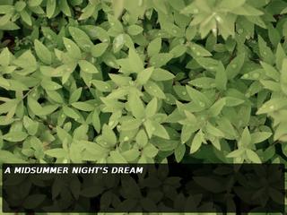 Midsummer Night's Dream, A screenshot 1